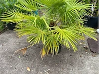 Trachecarpus humulus - afbeelding 1 van  1