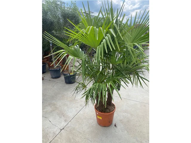 Tracheocarpus driestammig - afbeelding 2 van  2