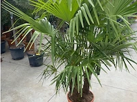 Tracheocarpus driestammig - afbeelding 2 van  2