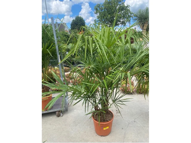 Tracheocarpus driestammig - afbeelding 1 van  1