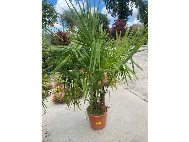Tracheocarpus driestammig - afbeelding 1 van  1