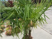 Tracheocarpus driestammig - afbeelding 1 van  1