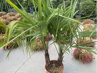 Tracheocarpus tweestammig - afbeelding 1 van  1