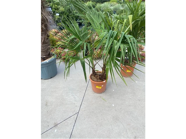 Tracheocarpus tweestammig - afbeelding 1 van  1