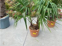 Tracheocarpus tweestammig - afbeelding 1 van  1