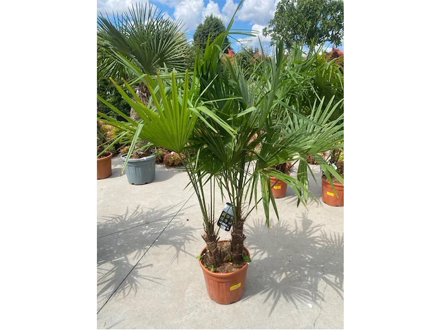 Tracheocarpus tweestammig - afbeelding 1 van  1