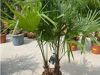 Tracheocarpus tweestammig - afbeelding 1 van  1