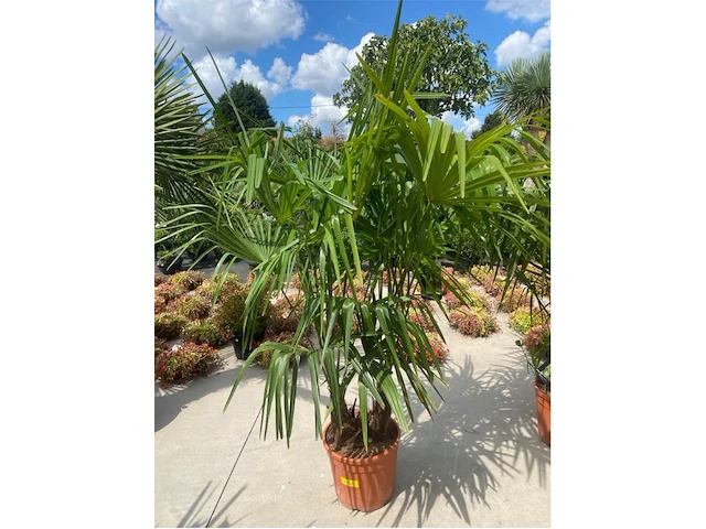 Tracheocarpus tweestammig - afbeelding 1 van  1