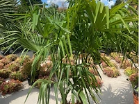 Tracheocarpus tweestammig - afbeelding 1 van  1