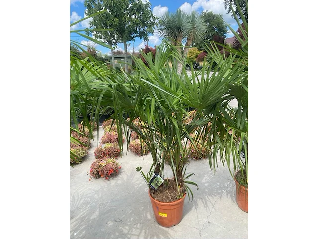Tracheocarpus tweestammig - afbeelding 1 van  1