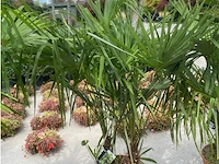 Tracheocarpus tweestammig - afbeelding 1 van  1