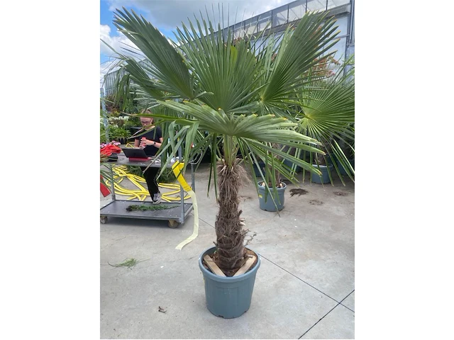 Tracheocarpus - afbeelding 1 van  1