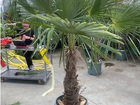 Tracheocarpus - afbeelding 1 van  1