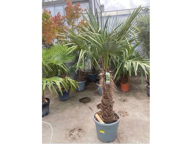 Tracheocarpus - afbeelding 1 van  1