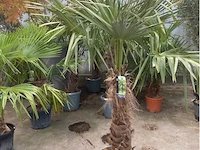 Tracheocarpus - afbeelding 1 van  1