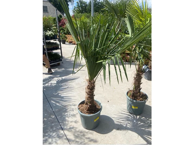 Tracheocarpus - afbeelding 1 van  2