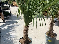 Tracheocarpus - afbeelding 1 van  2