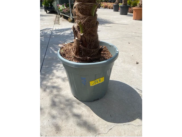 Tracheocarpus - afbeelding 2 van  2
