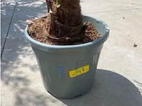 Tracheocarpus - afbeelding 2 van  2