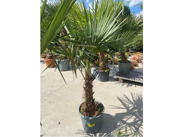 Tracheocarpus - afbeelding 1 van  2