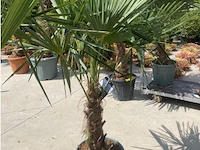 Tracheocarpus - afbeelding 1 van  2