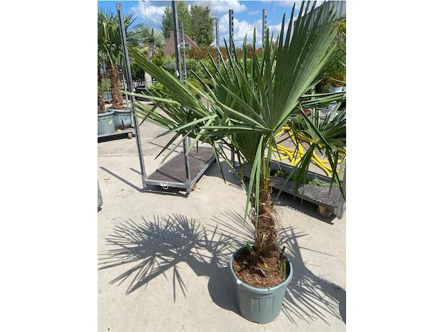 Tracheocarpus - afbeelding 2 van  2