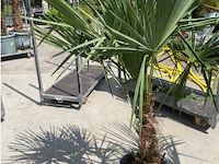 Tracheocarpus - afbeelding 2 van  2