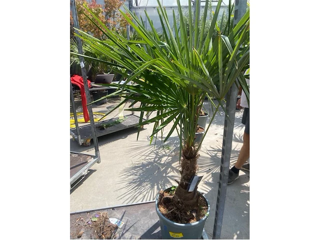 Tracheocarpus - afbeelding 1 van  2