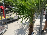 Tracheocarpus - afbeelding 1 van  2