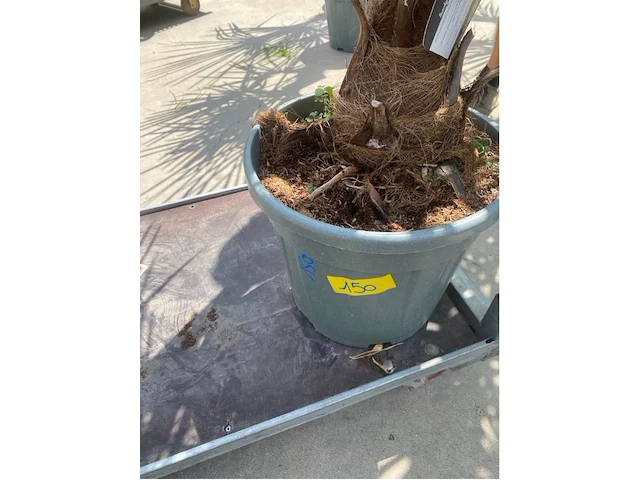 Tracheocarpus - afbeelding 2 van  2