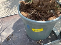 Tracheocarpus - afbeelding 2 van  2