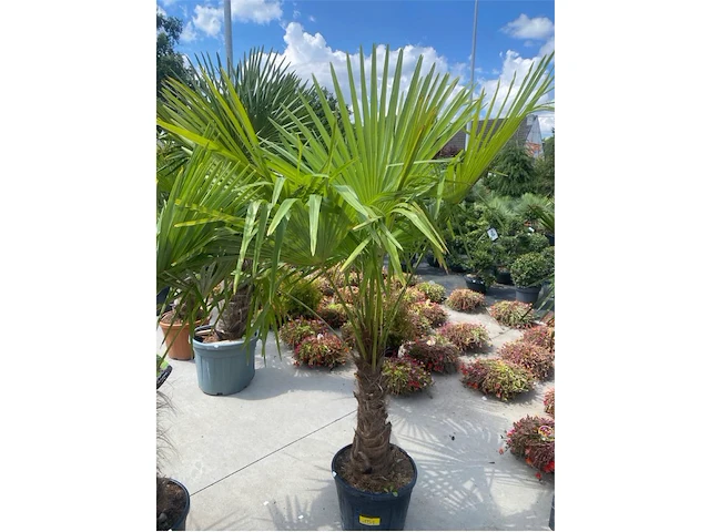 Tracheocarpus - afbeelding 1 van  2