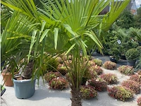 Tracheocarpus - afbeelding 1 van  2