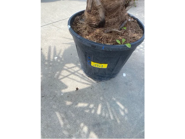 Tracheocarpus - afbeelding 2 van  2