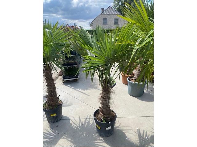 Tracheocarpus - afbeelding 1 van  1