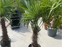 Tracheocarpus - afbeelding 1 van  1