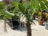 Tracheocarpus - afbeelding 1 van  1