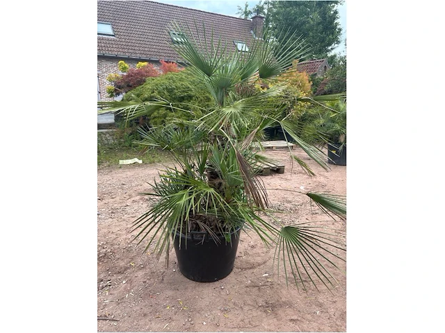 Trachiocarpus humulus meerstammig - afbeelding 1 van  2