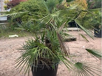 Trachiocarpus humulus meerstammig - afbeelding 1 van  2