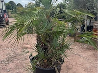 Trachiocarpus humulus meerstammig - afbeelding 2 van  2