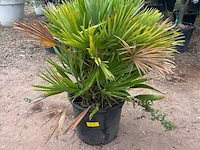 Trachiocarpus humulus meerstammig - afbeelding 1 van  2