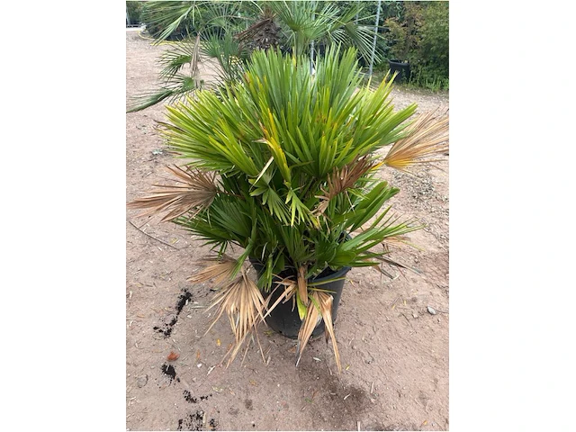 Trachiocarpus humulus meerstammig - afbeelding 2 van  2
