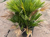 Trachiocarpus humulus meerstammig - afbeelding 2 van  2