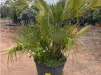 Trachiocarpus humulus meerstammig - afbeelding 1 van  2