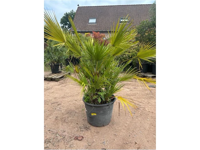 Trachiocarpus humulus meerstammig - afbeelding 2 van  2