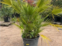 Trachiocarpus humulus meerstammig - afbeelding 2 van  2