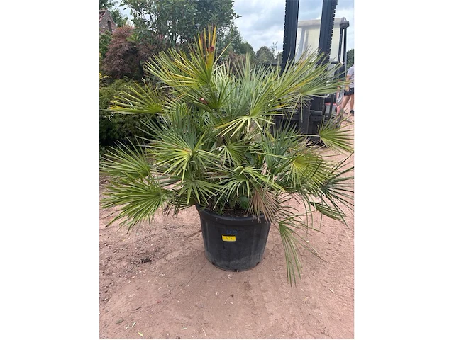 Trachiocarpus humulus meerstammig - afbeelding 1 van  2