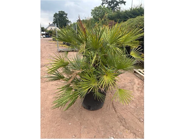 Trachiocarpus humulus meerstammig - afbeelding 2 van  2