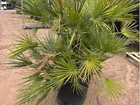 Trachiocarpus humulus meerstammig - afbeelding 2 van  2