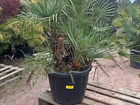Trachiocarpus humulus meerstammig - afbeelding 1 van  2